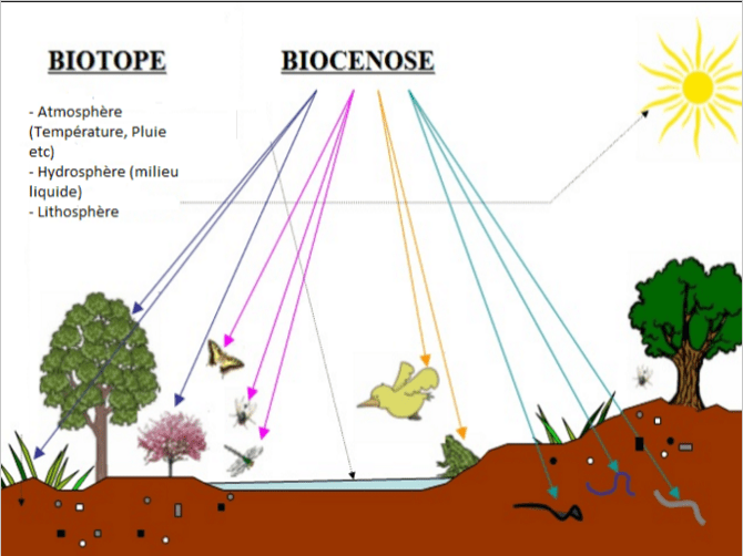 Résumé de Ecologie générale